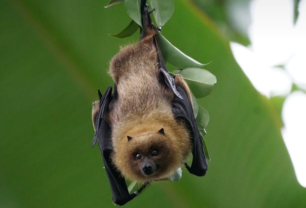 Bats