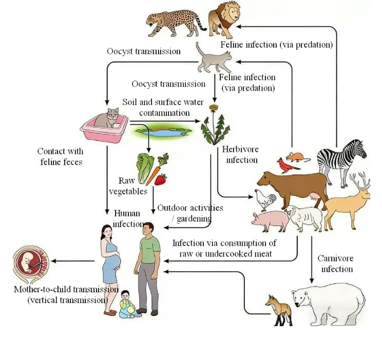 Epidemiological Characteristics